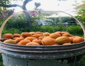 Fresh Apricot by NorthSip